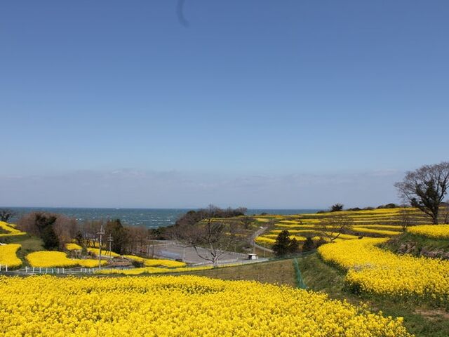 ����@���]�[�g�L�����v��E�C������̎ʐ^1