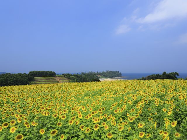 89ɂ160{̂Ђ܂肪@ʂ܂B_@r[`][g