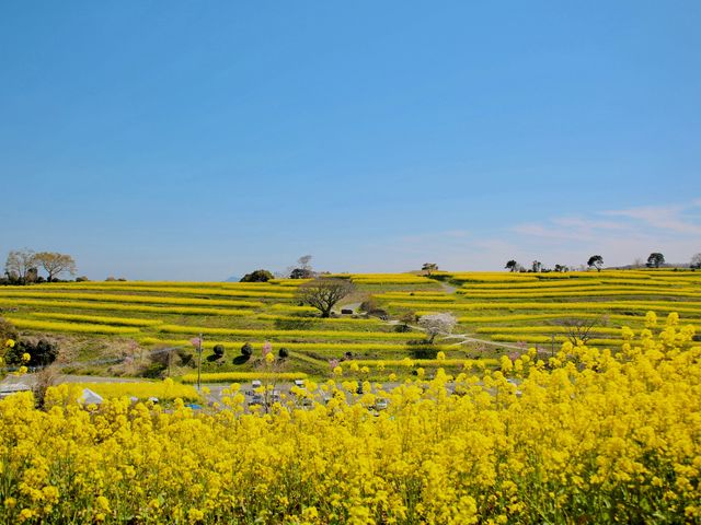 3{4ɂ2700{̍؂̉Ԃ@ʂɍ炫ւ܂B_@r[`][g