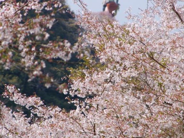 ���R�ω��i�@�鎛�j�̎ʐ^1