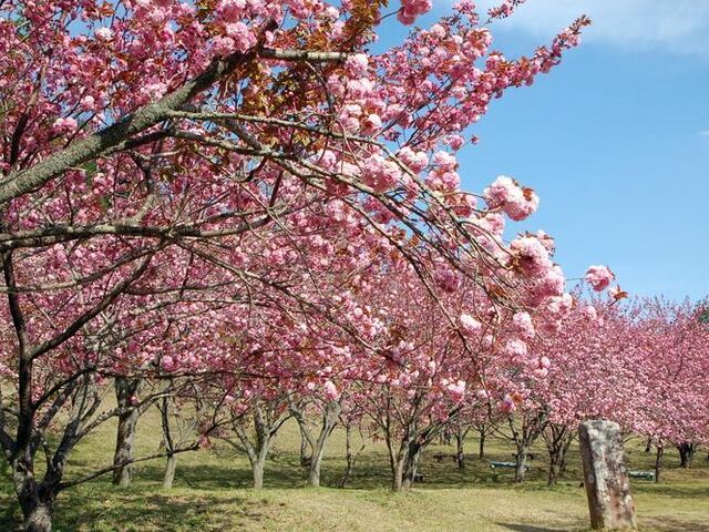 ���ڂ������̎ʐ^1