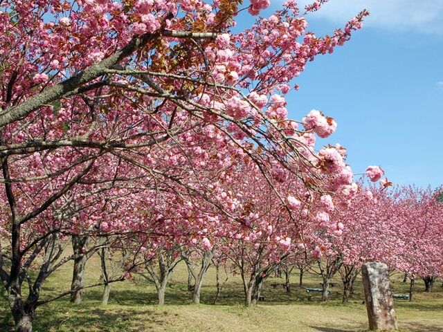 ���ڂ������̎ʐ^1