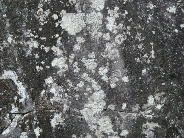 �����`�i�΂̓��j�g���n���̎ʐ^1