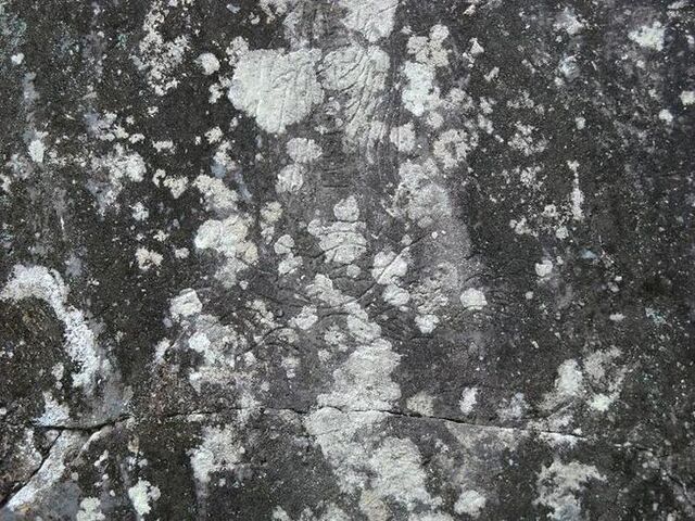 �����`�i�΂̓��j�g���n���̎ʐ^1