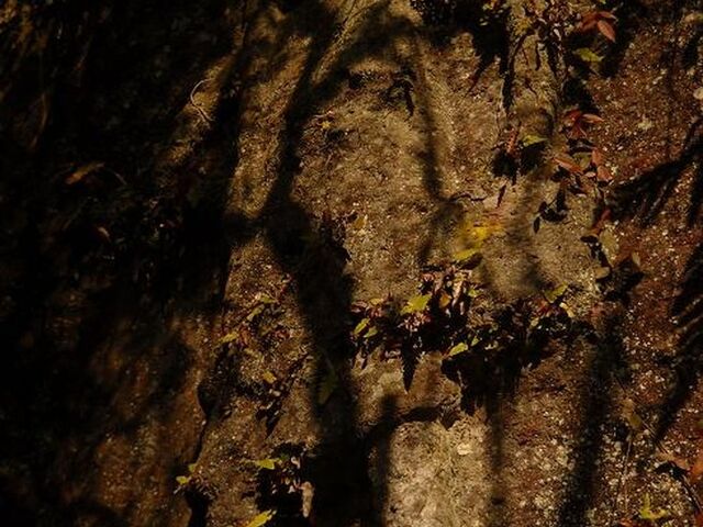 �c�����R���̎ʐ^1