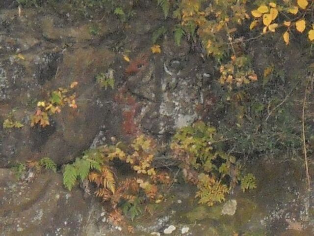 �s���������R���̎ʐ^1