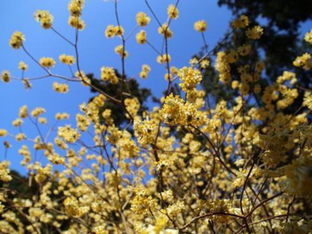 �������̃~�c�}�^�̎ʐ^1