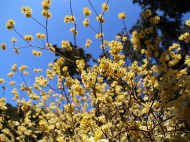 �������̃~�c�}�^�̎ʐ^1