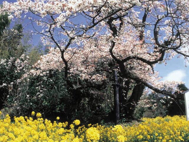 �������̎ʐ^1