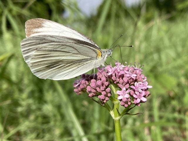 ��d�ӂ邳�Ǝ��R�w�Z