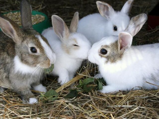 ��d��܂Ȃݖq��