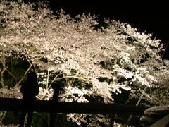 �Y��i���炵��j���̍����؂̎ʐ^1