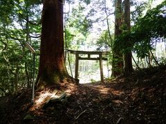 �钹���R�̎��R�т̎ʐ^1