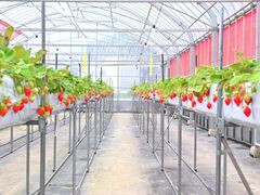 住吉浜リゾートパーク 浜いちご園の写真1