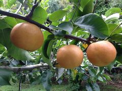 ���{�_���̎ʐ^