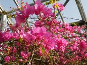 ����A�������̎ʐ^2