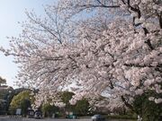 �썑�_�Ђ̎ʐ^2