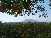 �\�t�B�b�R�����h�̎ʐ^2