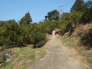 �\�t�B�b�R�����h�̎ʐ^3