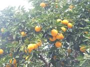 �\�t�B�b�R�����h�̎ʐ^4