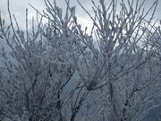 �ߌ��x�̎ʐ^2