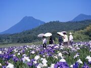 �_�y���΂̎ʐ^2