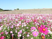 �O���R�X���X���̎ʐ^2