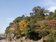 �T�R�����̎ʐ^2