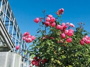 ���[�Y�q�����܂����i���c�s�V���_�ƌ����j�̎ʐ^2