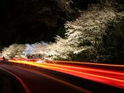 �Y��i���炵��j���̍����؂̎ʐ^2