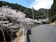 �Y��i���炵��j���̍����؂̎ʐ^3