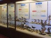 �n�蒹�ق̎ʐ^2