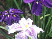 �P�ؐ�Ҋ����̎ʐ^2