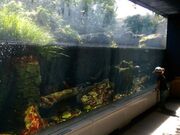 �ԏ��������Ȋق̎ʐ^2