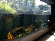 �ԏ��������Ȋق̎ʐ^2