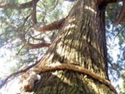 ��Ԑ_�Ђ̎ʐ^2