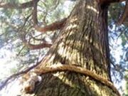 ��Ԑ_�Ђ̎ʐ^2