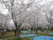 �P�n��Ձi�P�n�����j�̎ʐ^2