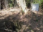 �L���V�^���n����q���̎ʐ^2