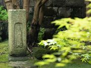 �����T���̎ʐ^2