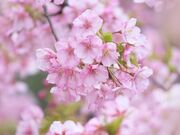 �l�Y�����̉͒Í��̎ʐ^3