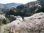 �]�_���i�̍��j�̎ʐ^2