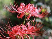 ���c�X�Õ��̔ފ݉Ԃ̎ʐ^2