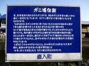 �K�j���̎ʐ^3