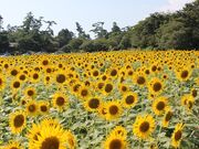 �ԂƃA�[�g�̖� ����@�̎ʐ^2