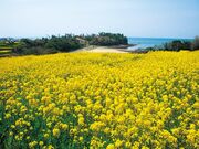 �ԂƃA�[�g�̖� ����@�̎ʐ^3