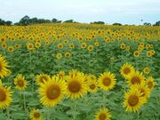 ����@���]�[�g�L�����v��E�C������̎ʐ^2