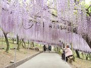 ����_���̎ʐ^1