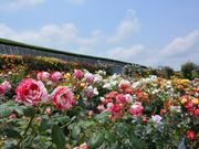 ����_���̎ʐ^3