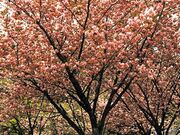 ���ڂ������̎ʐ^3